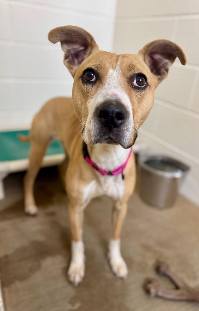 Enlarge Delilah, a Adoptable mixed breed in Gillette, WY image 3/4