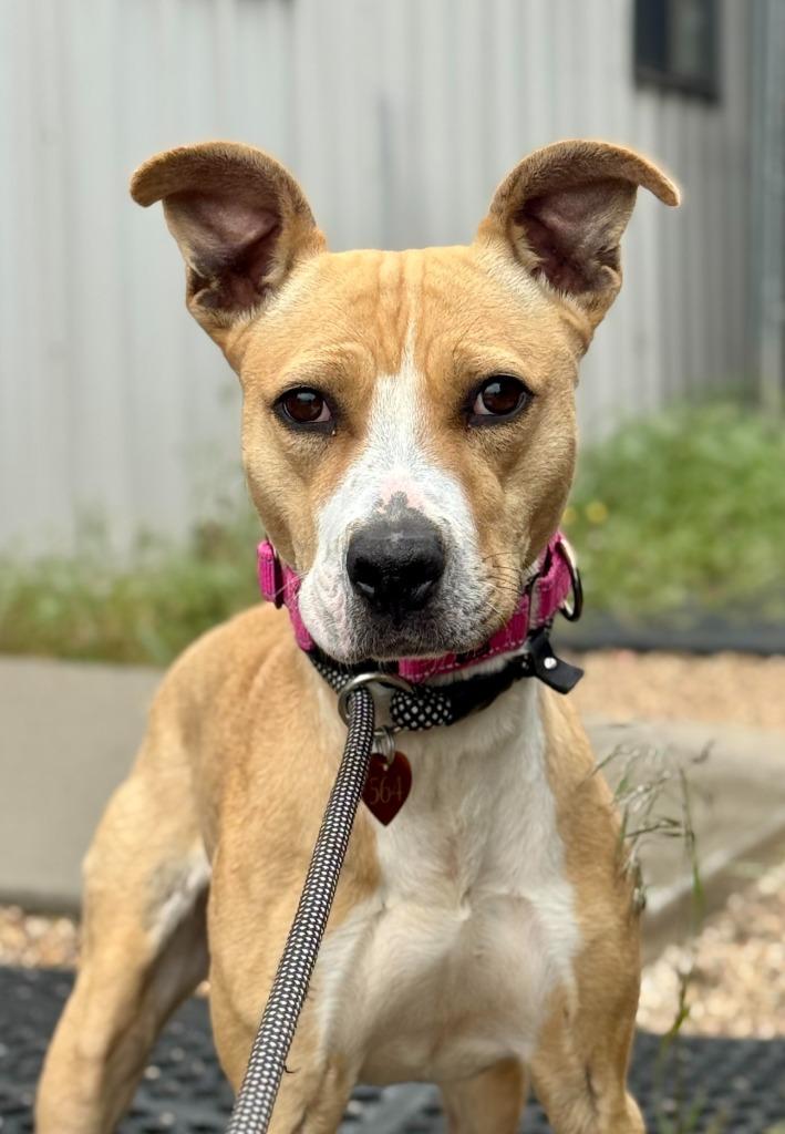 Enlarge Delilah, a Adoptable mixed breed in Gillette, WY image 4/4