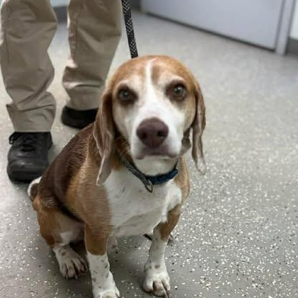 Guinness, ADOPTABLE, Adult Male Beagle.