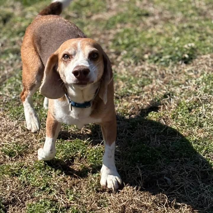 Guinness, ADOPTABLE, Adult Male Beagle.