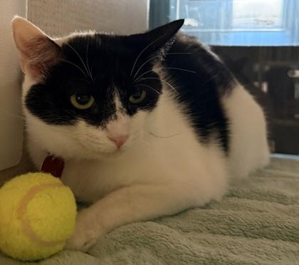 Gerry, Adoptable, Adult Male Domestic Short Hair.