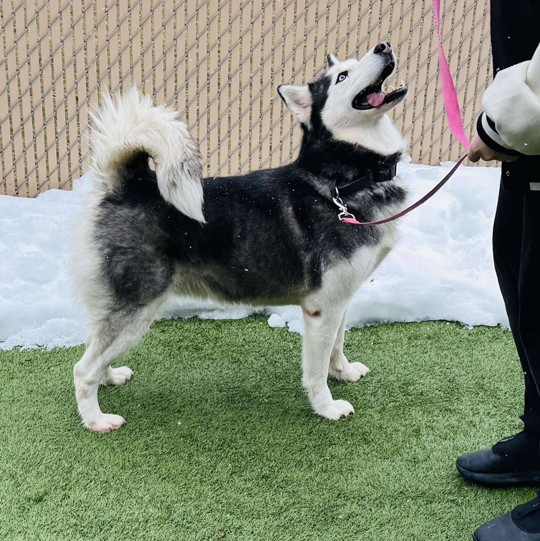 Enlarge Meet SOPHIE - Beautiful Siberian Husky, Young Adult - Friendly! , a ADOPTABLE Siberian Husky in Clifton, NJ image 3/6