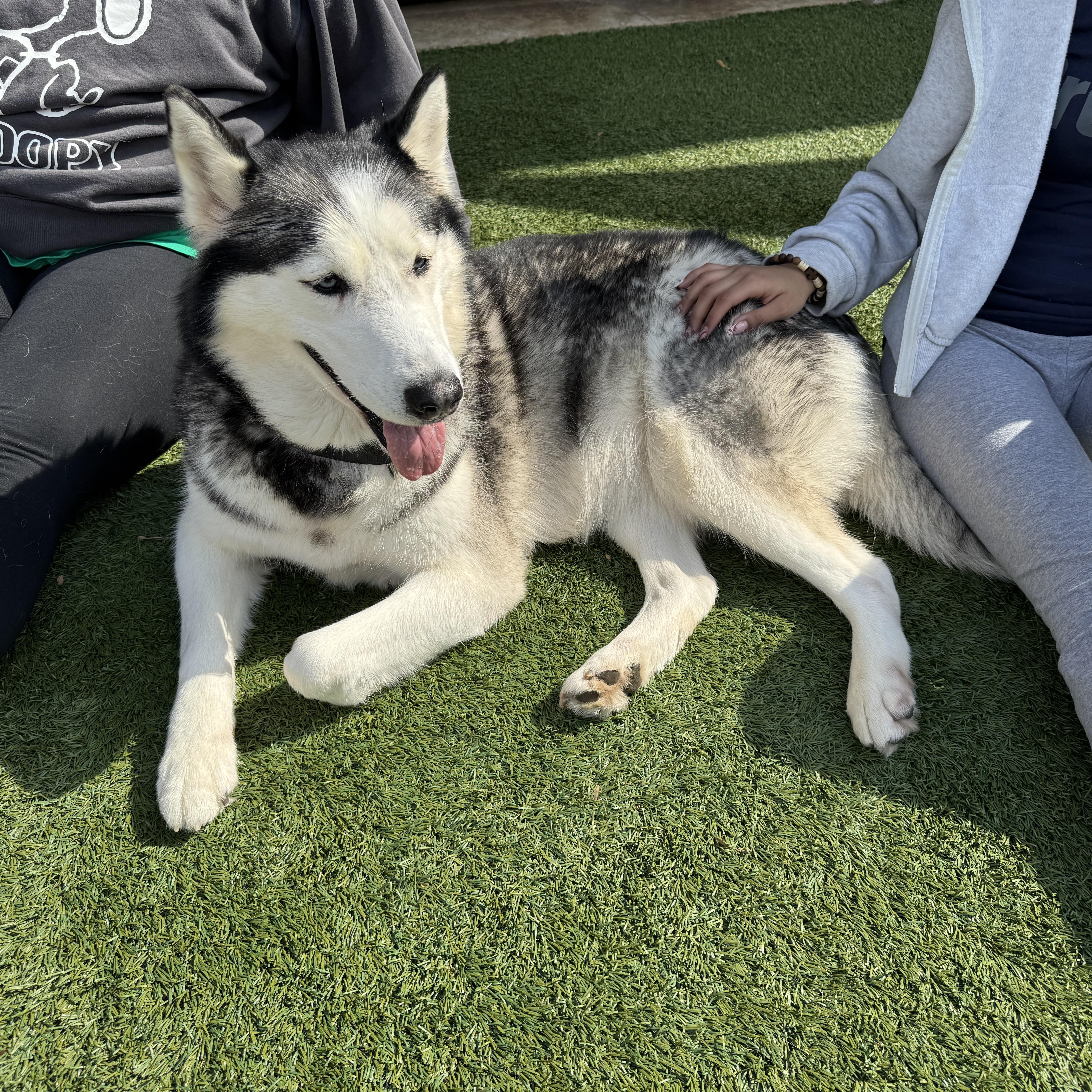 Meet SOPHIE - Beautiful Siberian Husky, Young Adult - Friendly! , ADOPTABLE, Adult Female Siberian Husky.