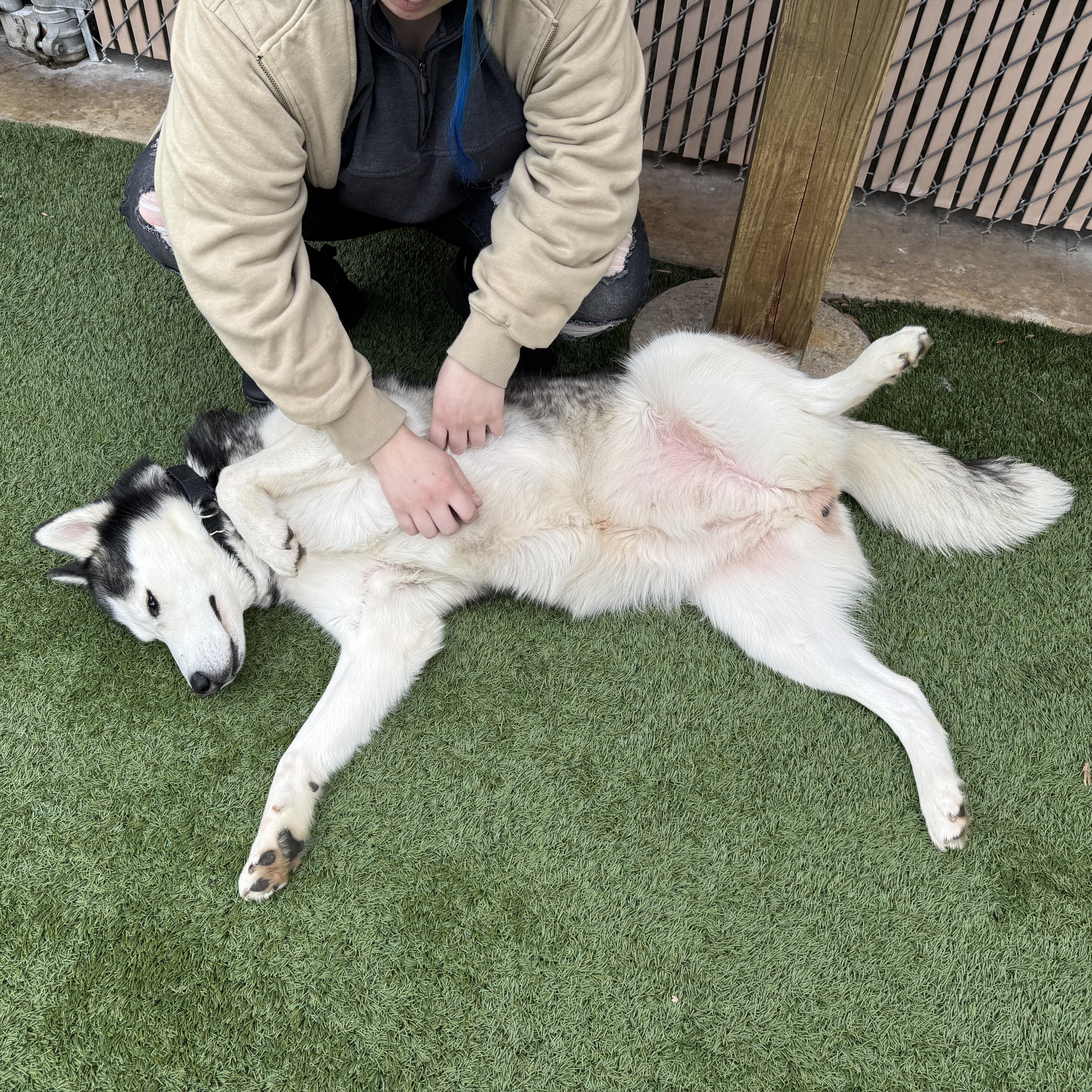 Enlarge Meet SOPHIE - Beautiful Siberian Husky, Young Adult - Friendly! , a ADOPTABLE Siberian Husky in Clifton, NJ image 5/6