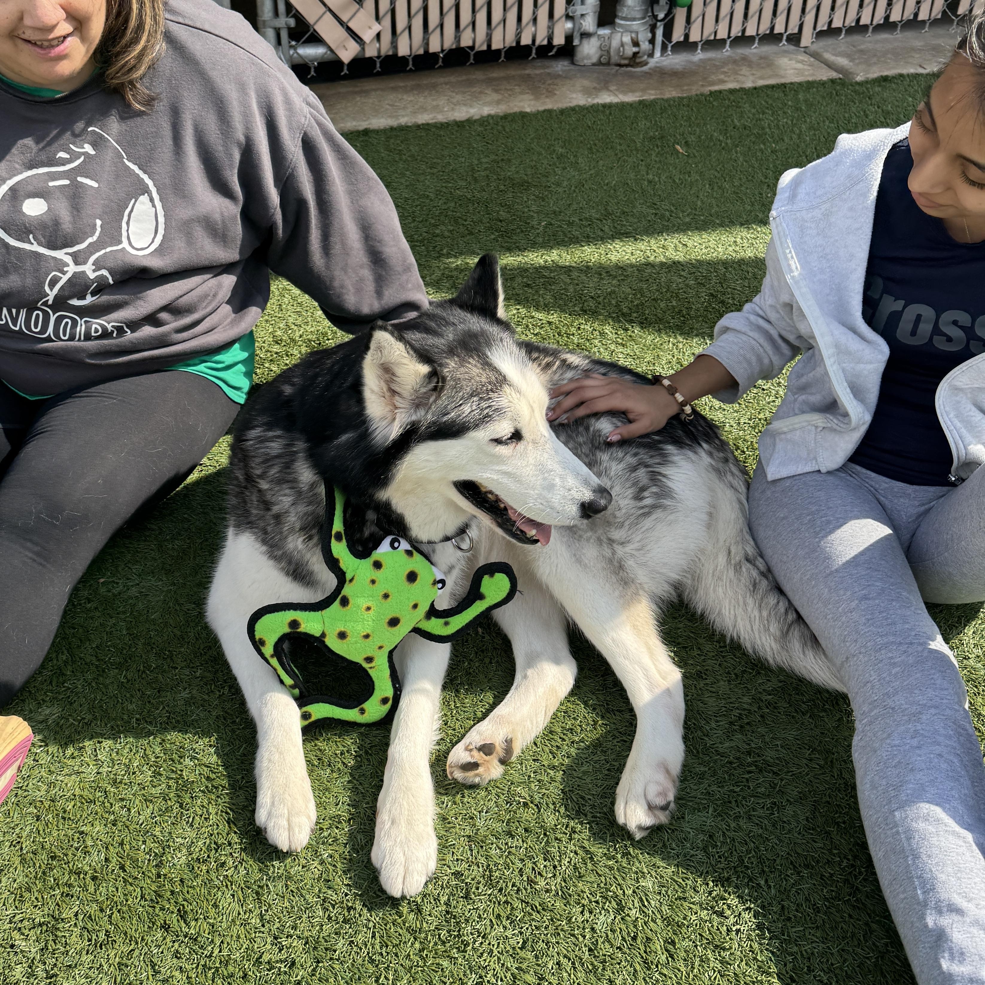 Enlarge Meet SOPHIE - Beautiful Siberian Husky, Young Adult - Friendly! , a ADOPTABLE Siberian Husky in Clifton, NJ image 6/6