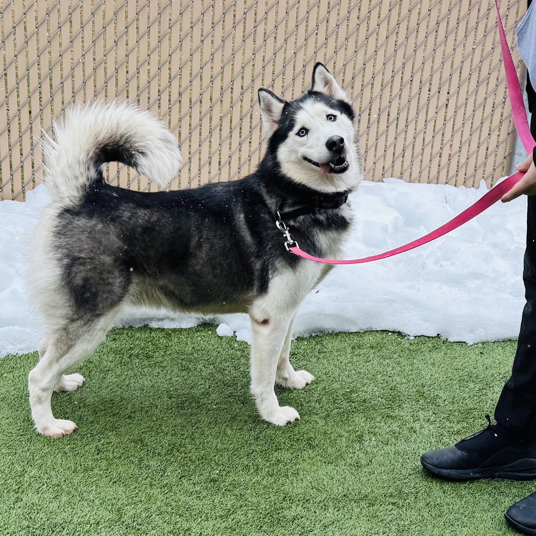 Enlarge Meet SOPHIE - Beautiful Siberian Husky, Young Adult - Friendly! , a ADOPTABLE Siberian Husky in Clifton, NJ image 2/6