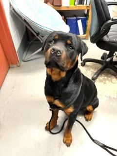 Kaiser Year Old Pure Rottweiler 70 Pounds Sweetheart