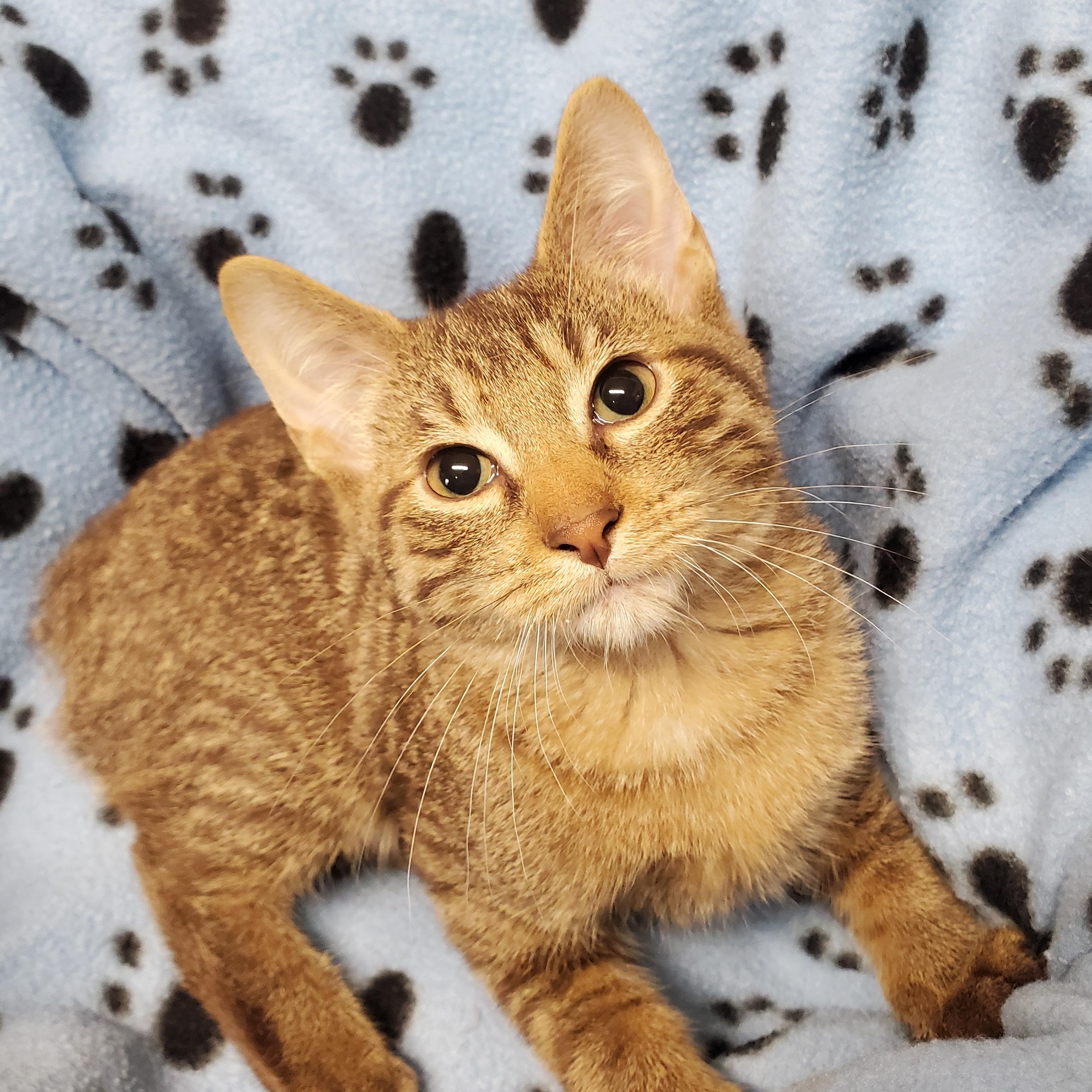 Alvin, Adoptable, Kitten Male Domestic Short Hair.