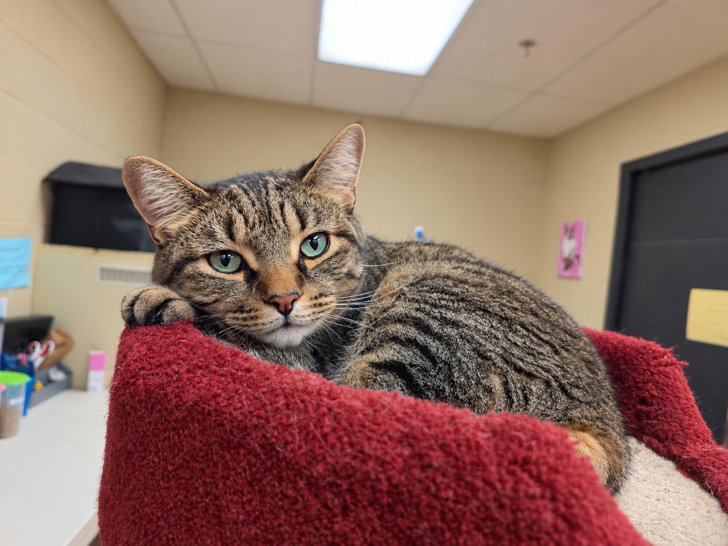 Enlarge Ferguson, a ADOPTABLE Tabby in Schaumburg, IL image 3/3