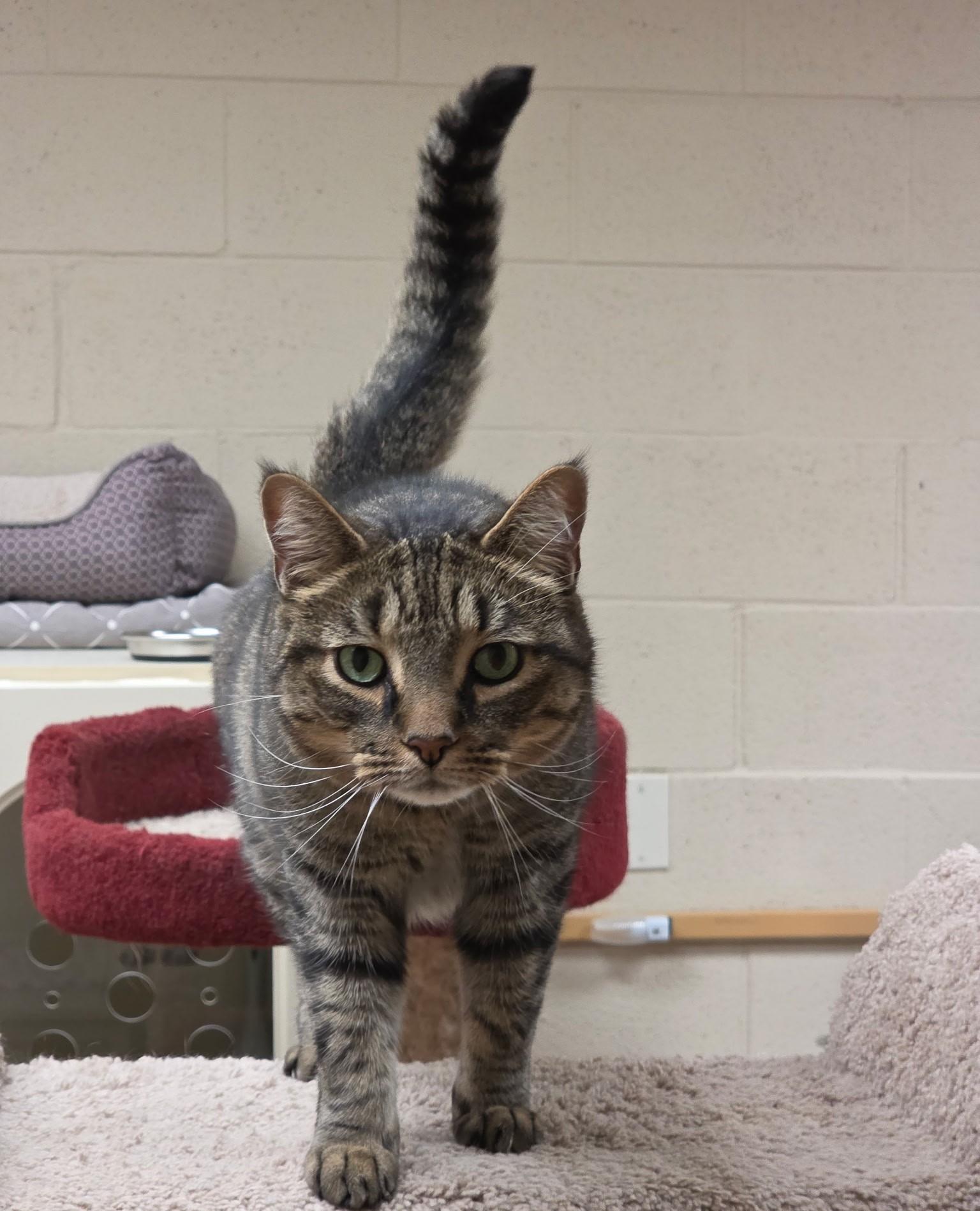 Ferguson, ADOPTABLE, Adult Male Tabby.