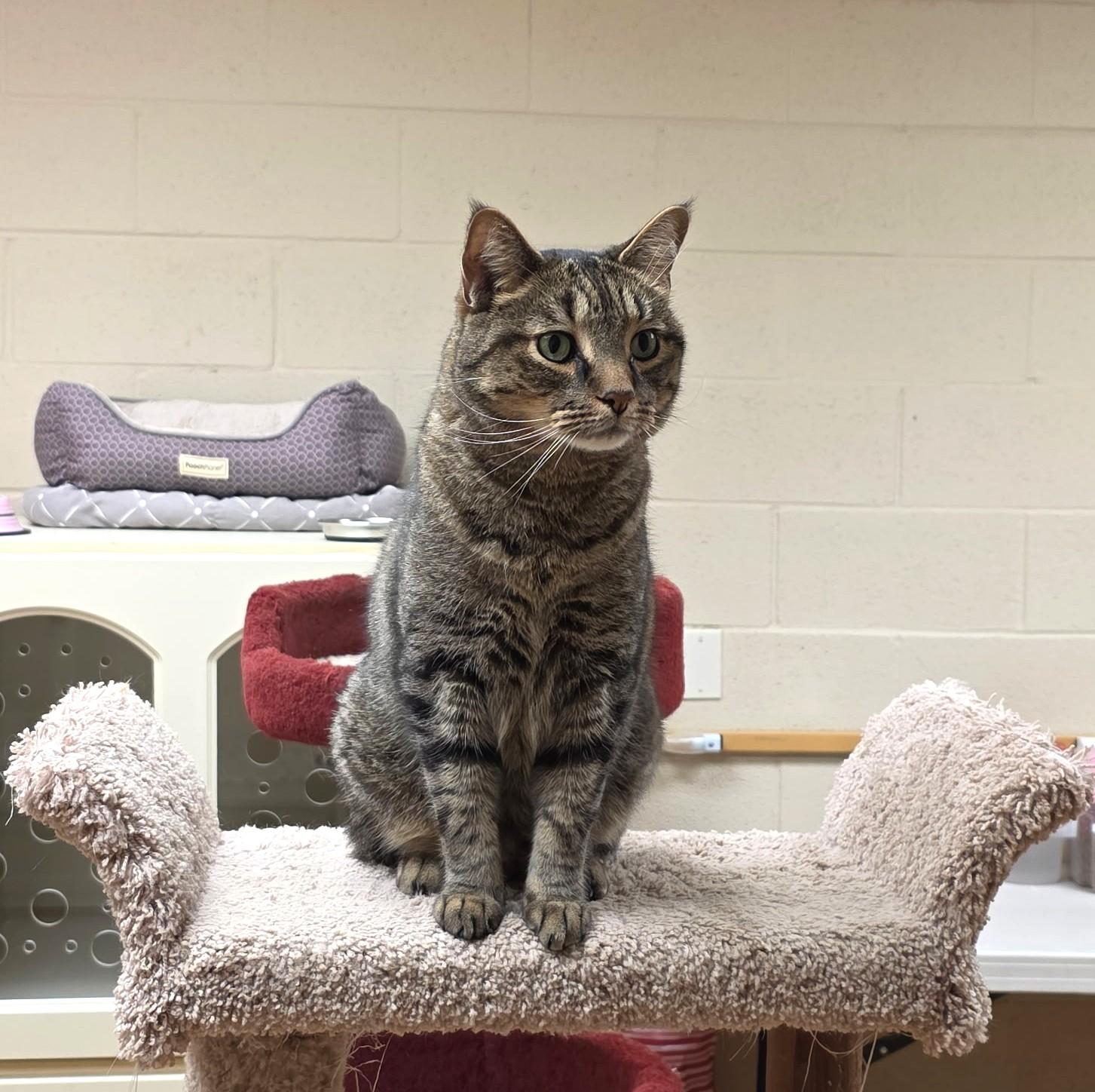 Enlarge Ferguson, a ADOPTABLE Tabby in Schaumburg, IL image 2/3
