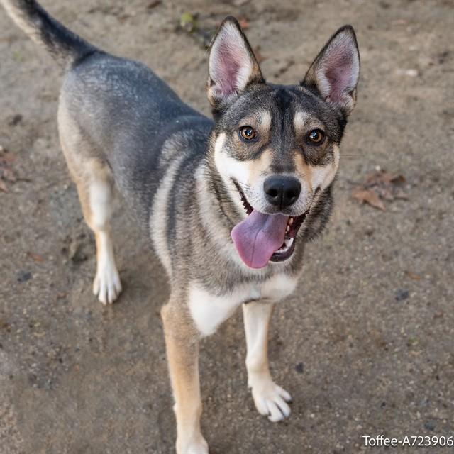 TOFFEE, Adoptable, Young Female Siberian Husky & German Shepherd Dog.