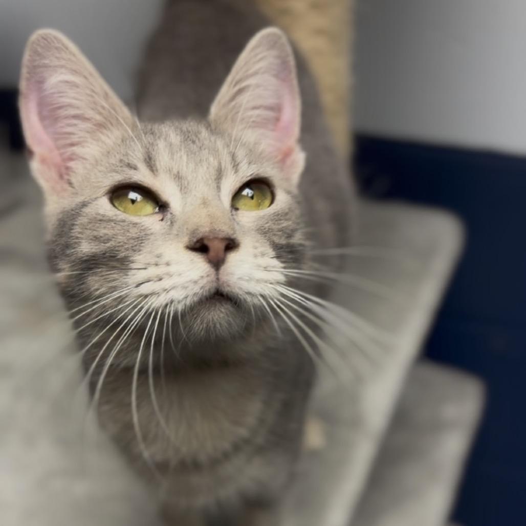 Yara, Adoptable, Adult Female Domestic Short Hair.