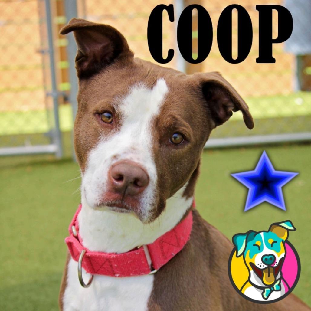 Coop, Adoptable, Adult Male Terrier & Mixed Breed.