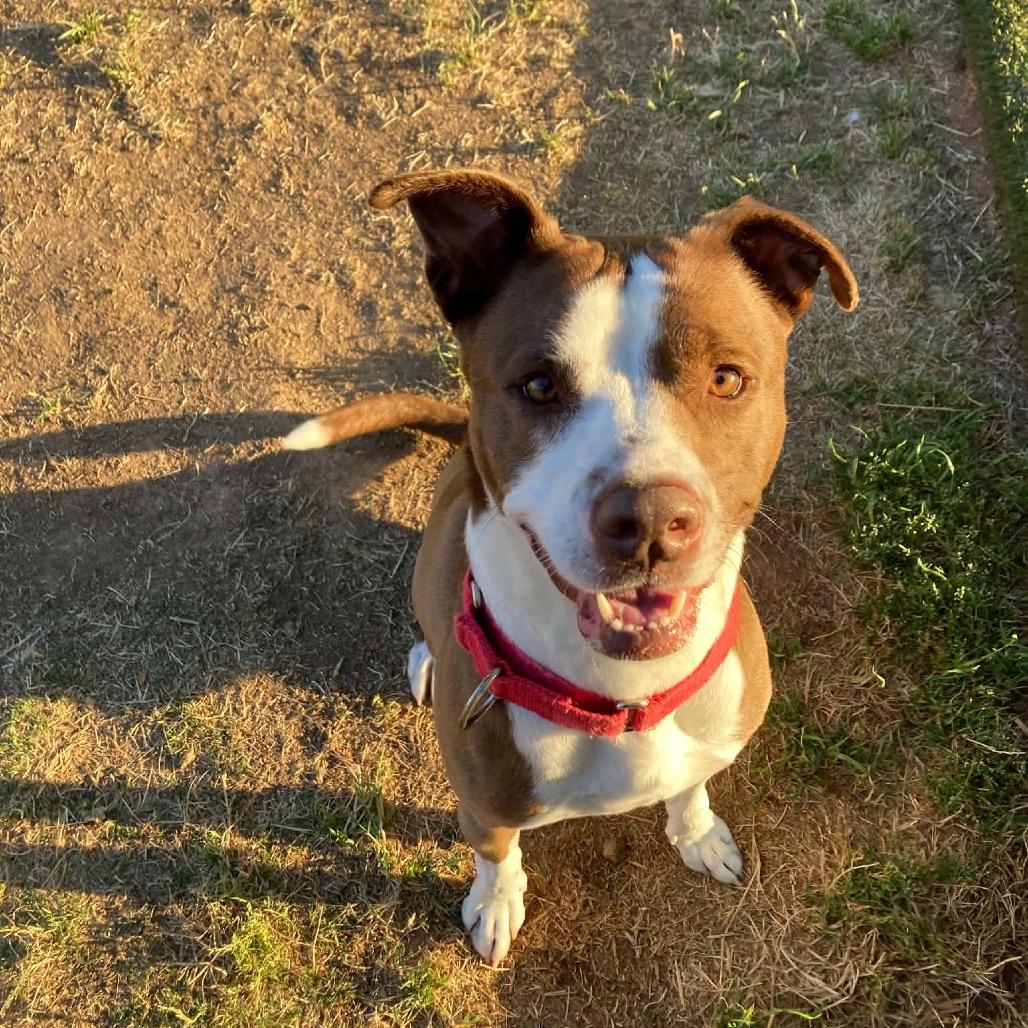 Coop, Adoptable, Adult Male Terrier & Mixed Breed.