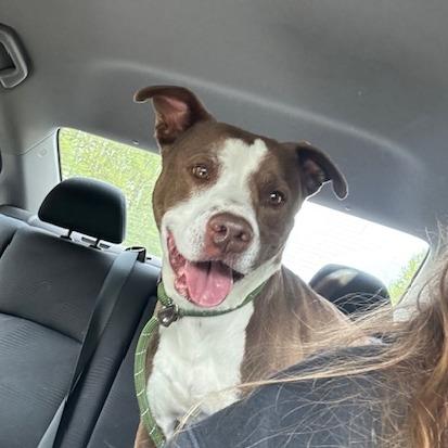 Coop, a Adoptable mixed breed in Mooresville, NC image 2/4