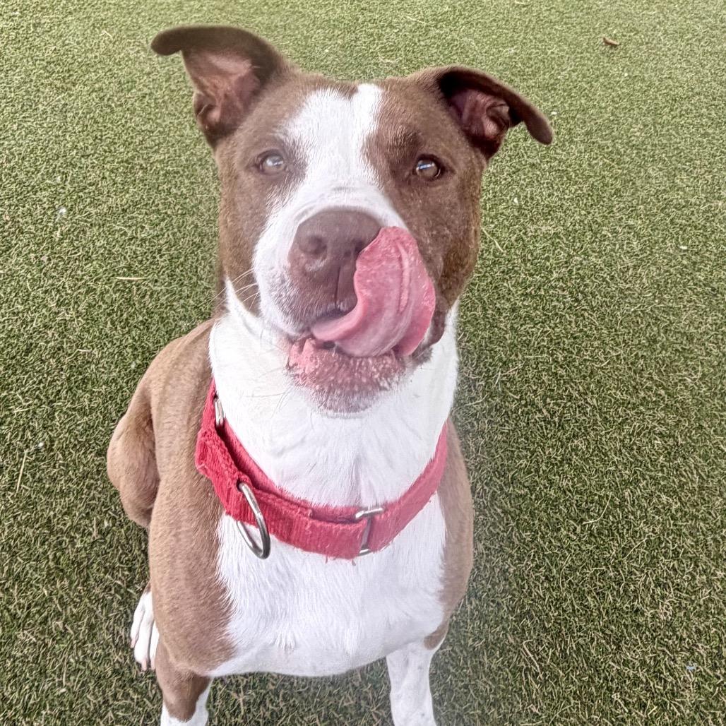 Coop, a Adoptable mixed breed in Mooresville, NC image 3/5