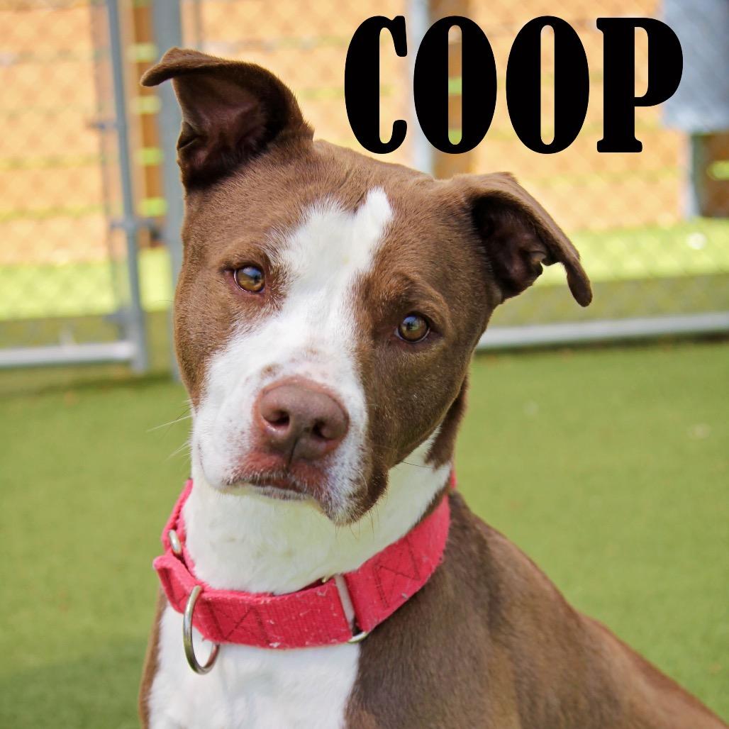 Coop, a Adoptable mixed breed in Mooresville, NC image 3/4