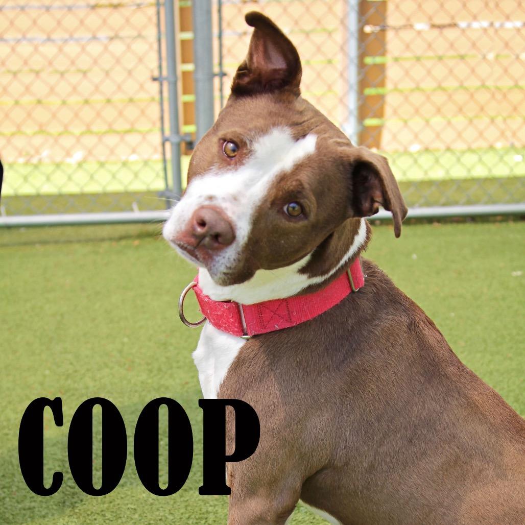 Coop, a Adoptable mixed breed in Mooresville, NC image 4/4