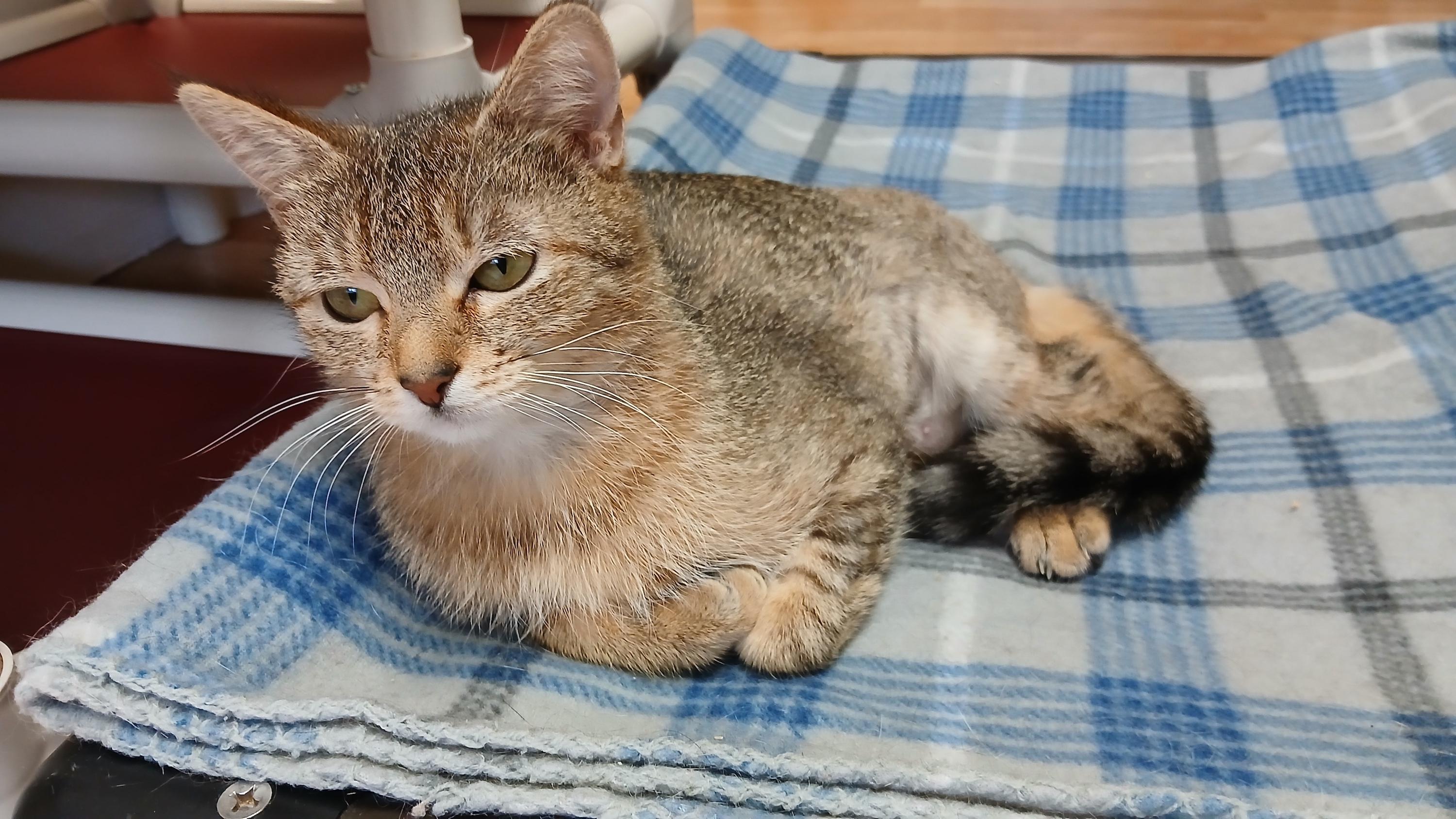 Enlarge Wobble, a Adoptable Domestic Short Hair in Cullowhee, NC image 6/6