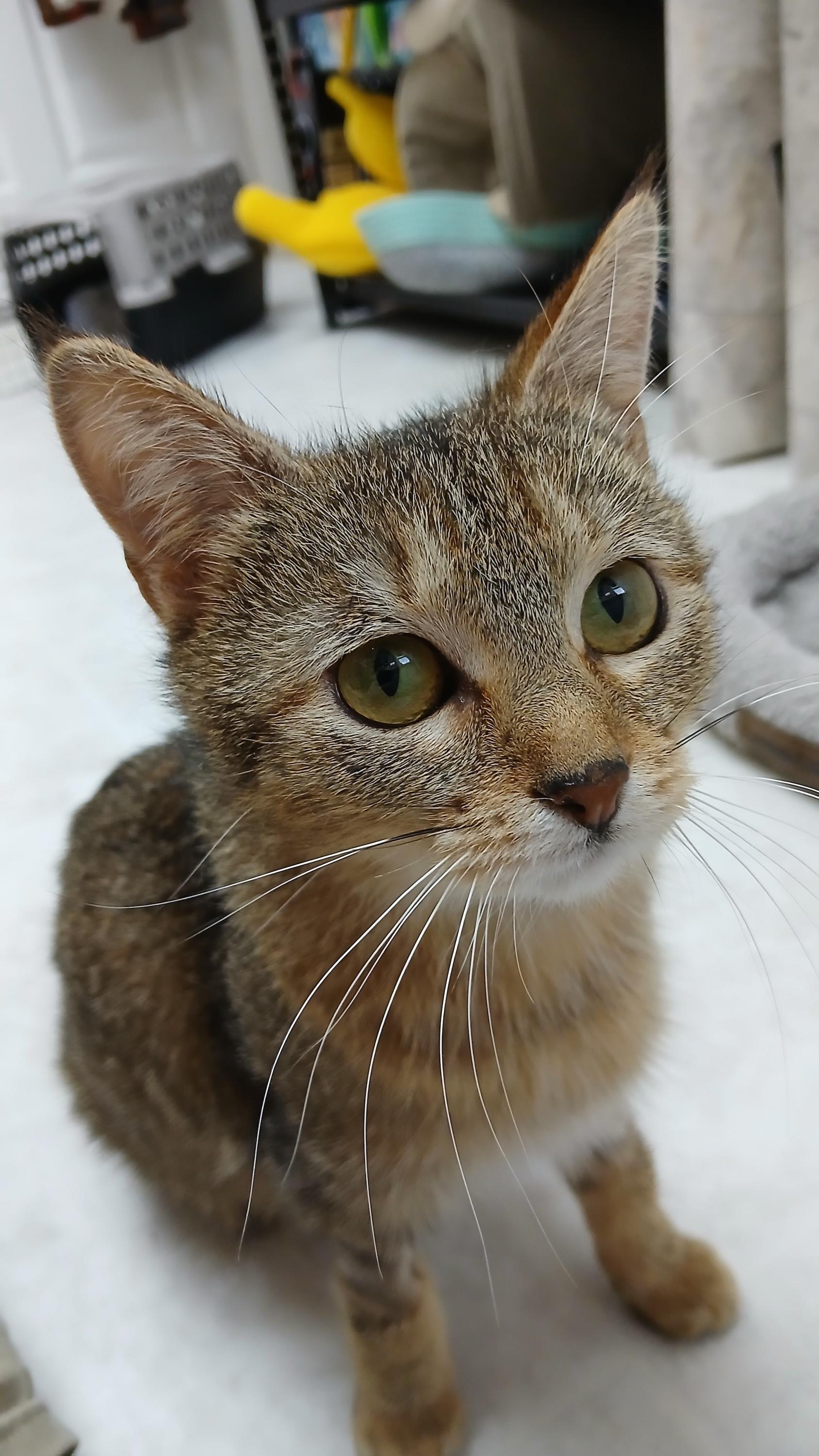 Enlarge Wobble, a Adoptable Domestic Short Hair in Cullowhee, NC image 5/6