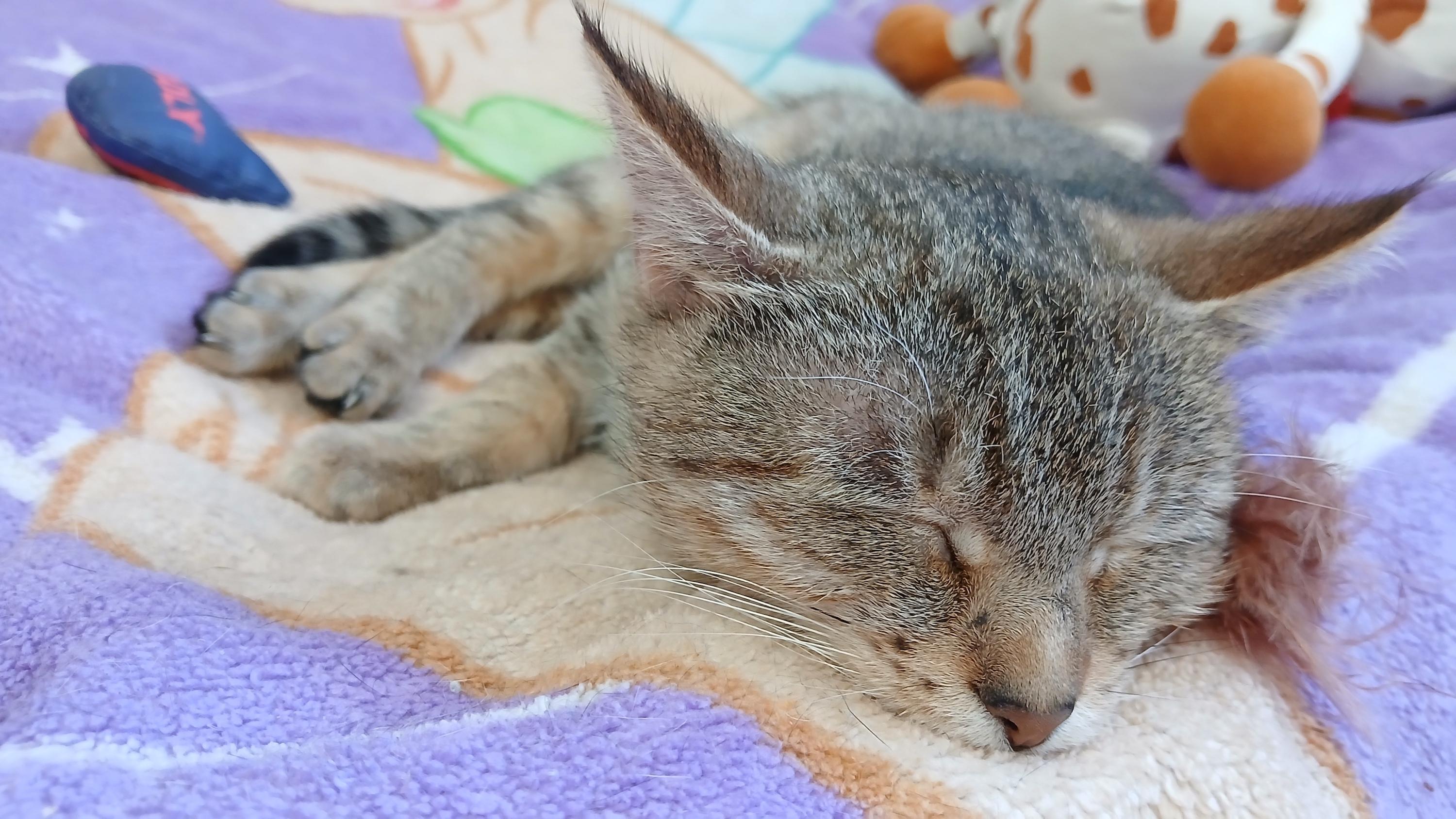 Enlarge Wobble, a Adoptable Domestic Short Hair in Cullowhee, NC image 6/6