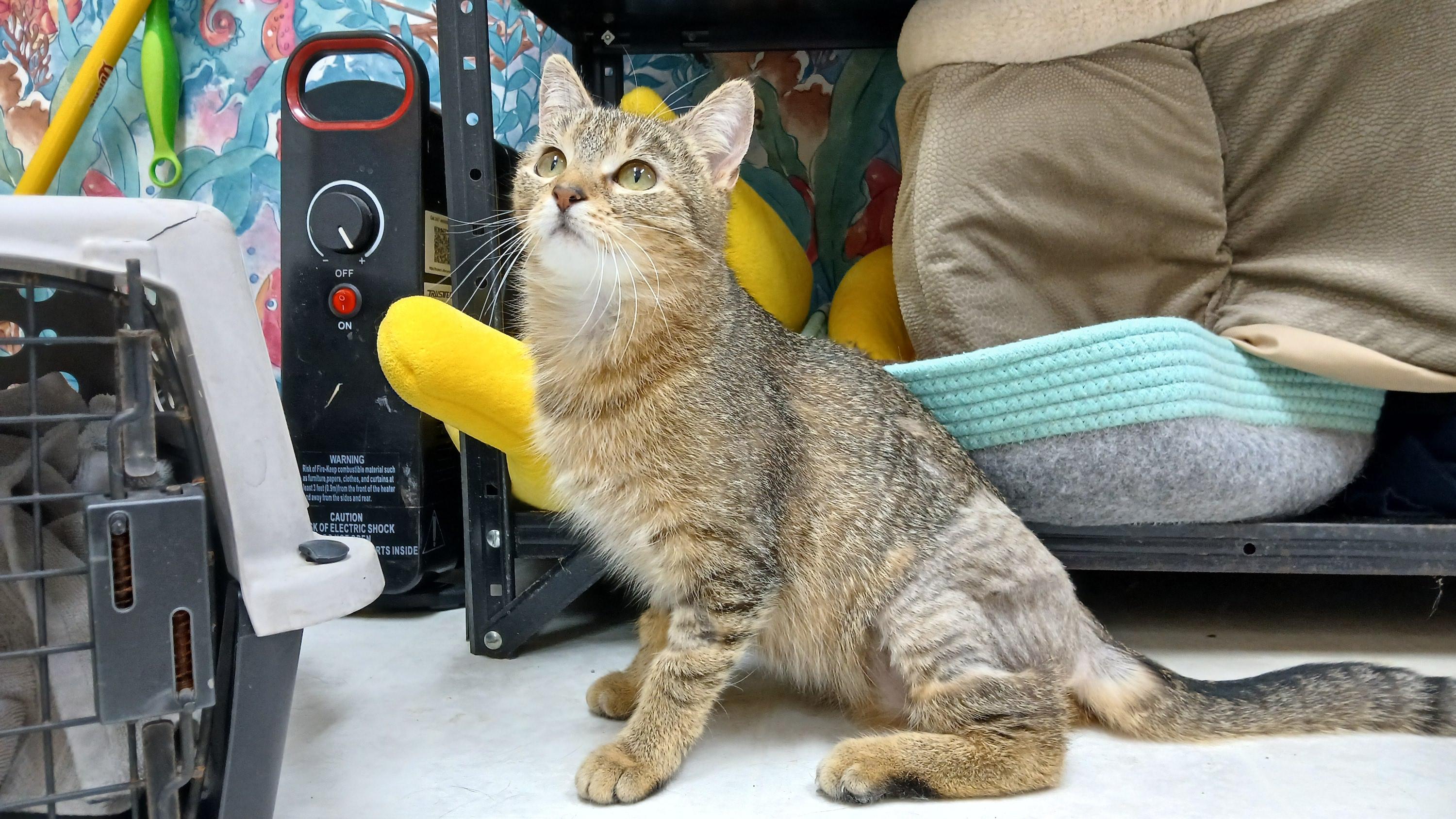 Enlarge Wobble, a Adoptable Domestic Short Hair in Cullowhee, NC image 3/6