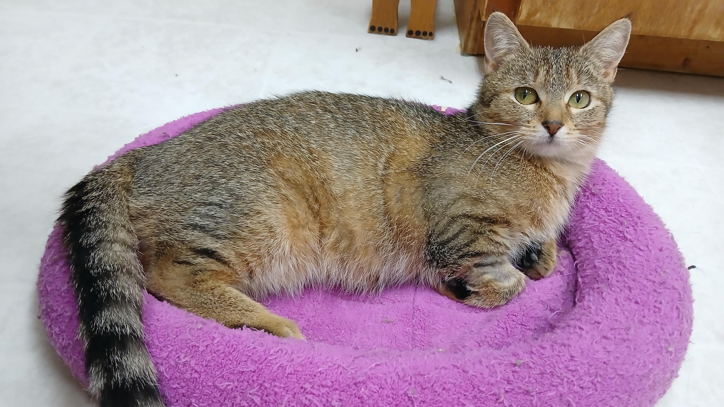 Enlarge Wobble, a Adoptable Domestic Short Hair in Cullowhee, NC image 2/6