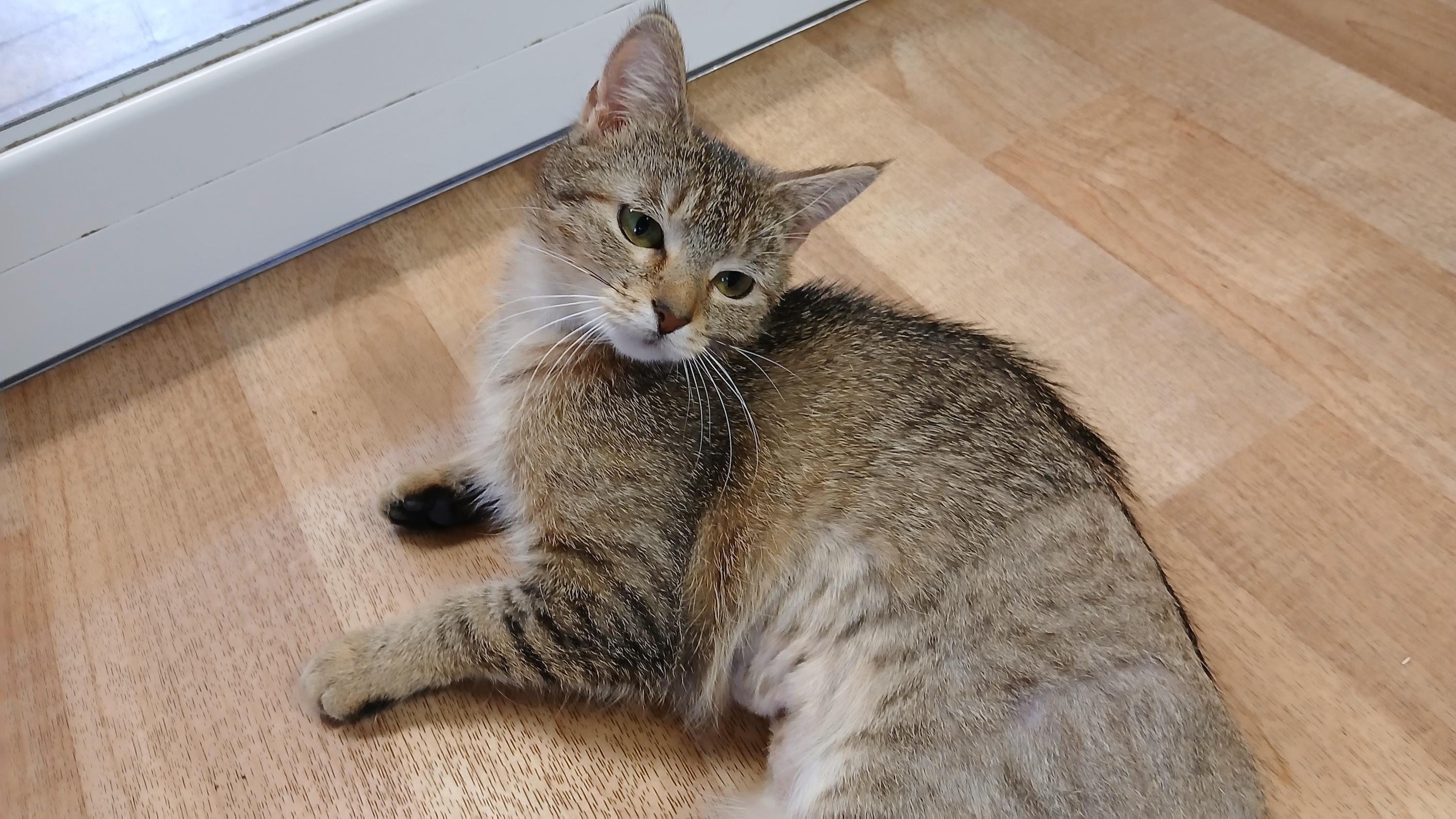 Enlarge Wobble, a Adoptable Domestic Short Hair in Cullowhee, NC image 4/6