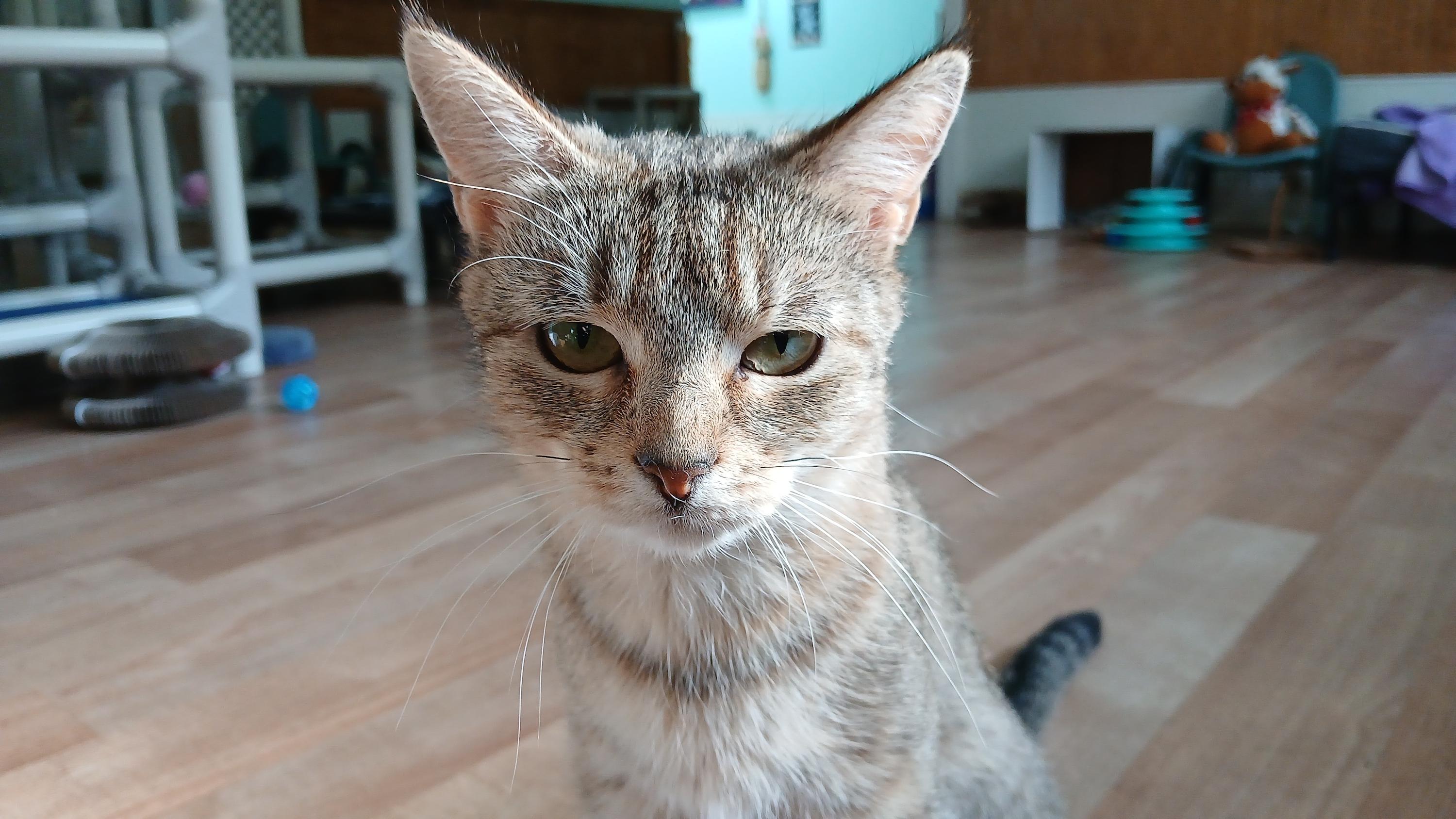 Enlarge Wobble, a Adoptable Domestic Short Hair in Cullowhee, NC image 1/6