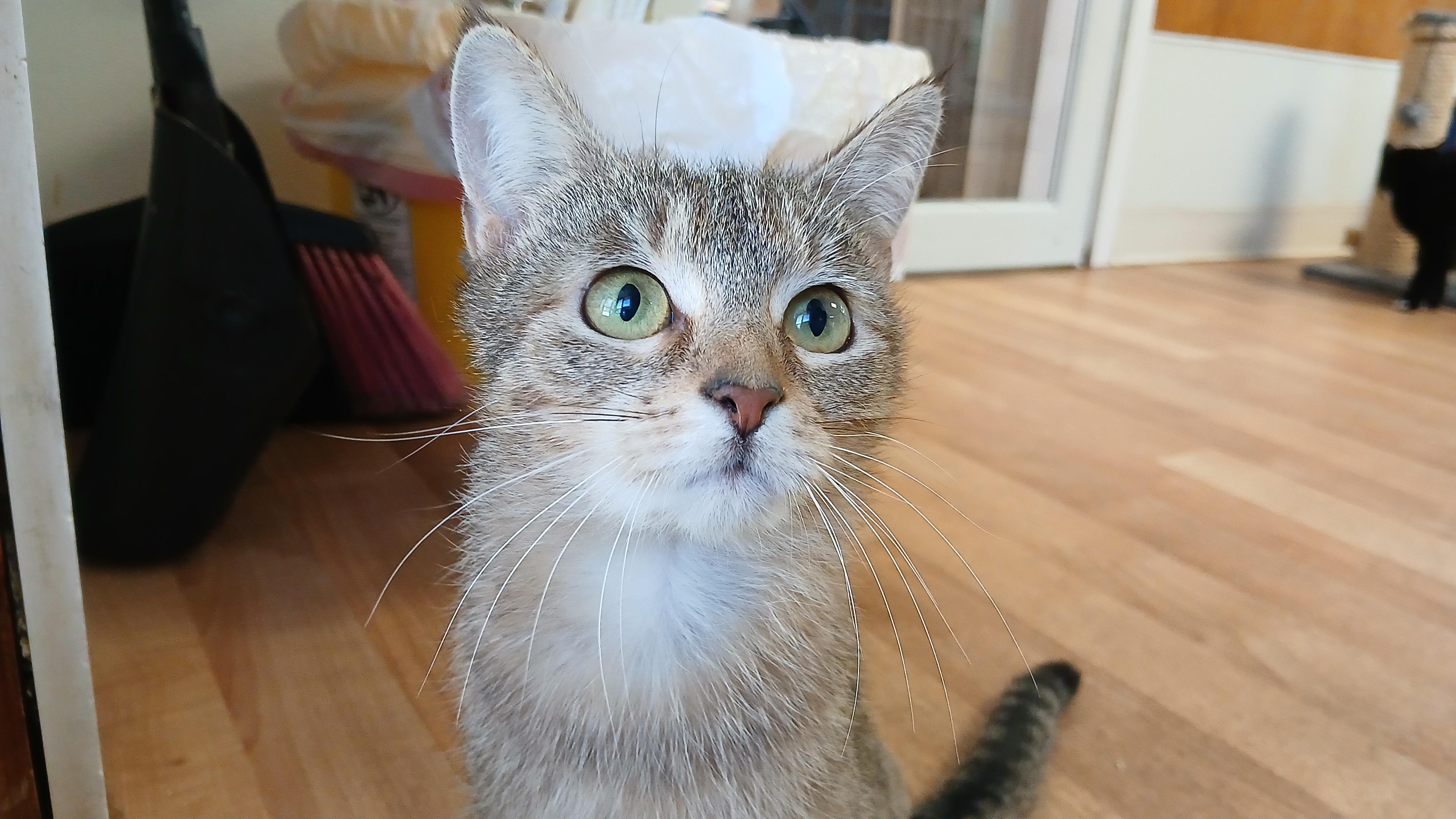 Enlarge Wobble, a Adoptable Domestic Short Hair in Cullowhee, NC image 1/6