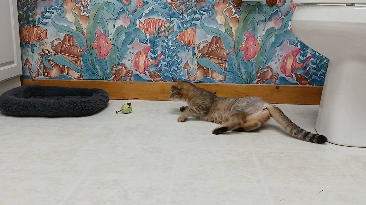 Enlarge Wobble, a Adoptable Domestic Short Hair in Cullowhee, NC video 2/6