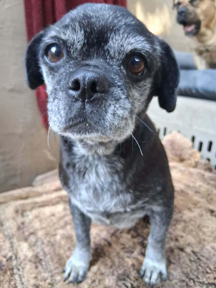 Enlarge Lacey, a Adopted mixed breed in Plymouth, MN image 1/1