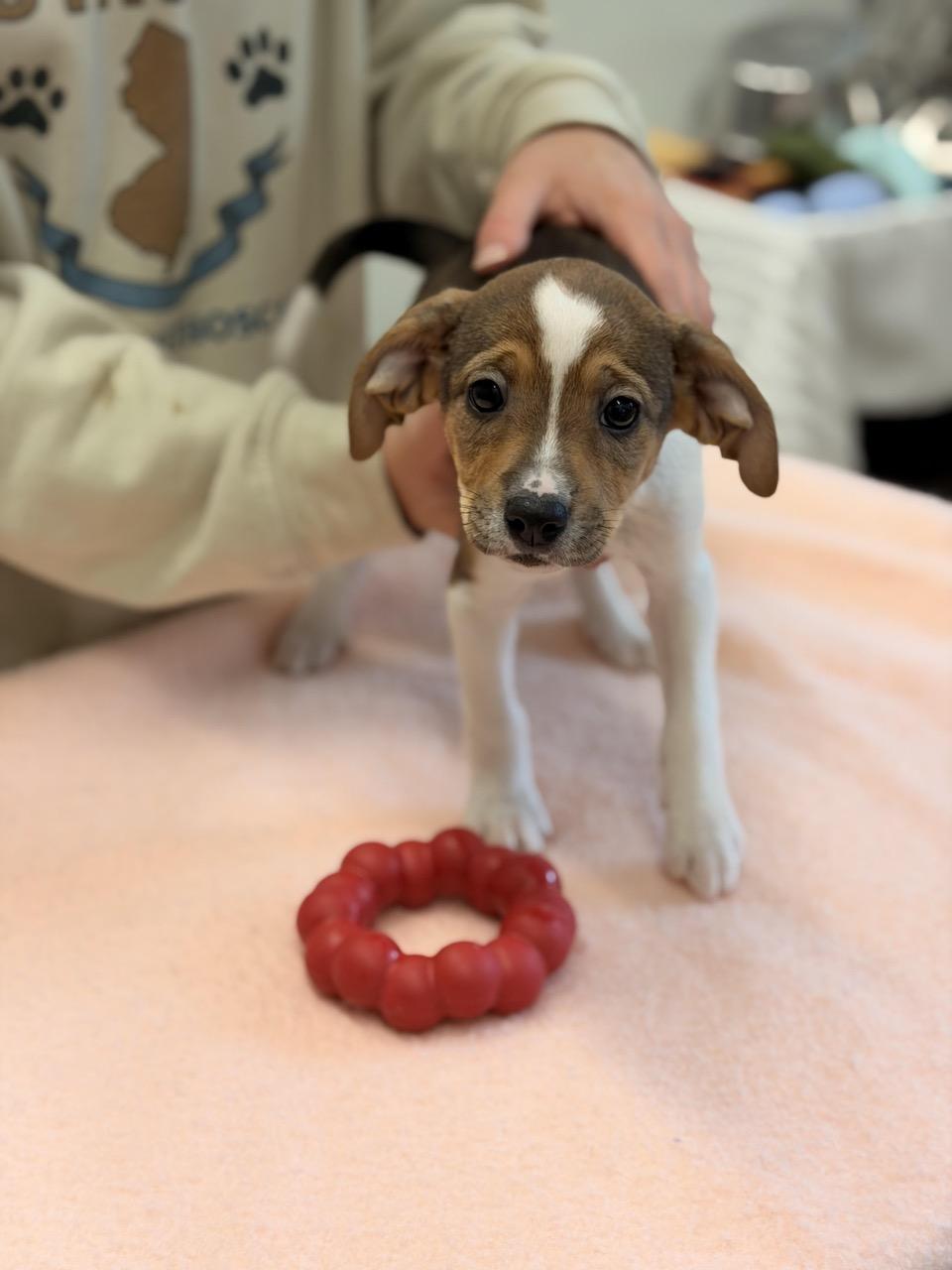 Enlarge Mary Puppins, an adoptable mixed breed in Sparta, NJ image 3/4