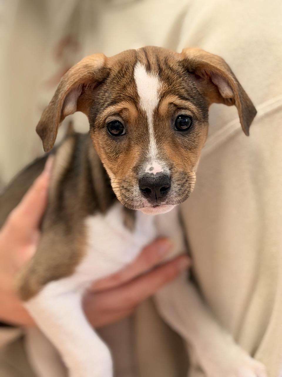 Enlarge Mary Puppins, an adoptable mixed breed in Sparta, NJ image 4/4
