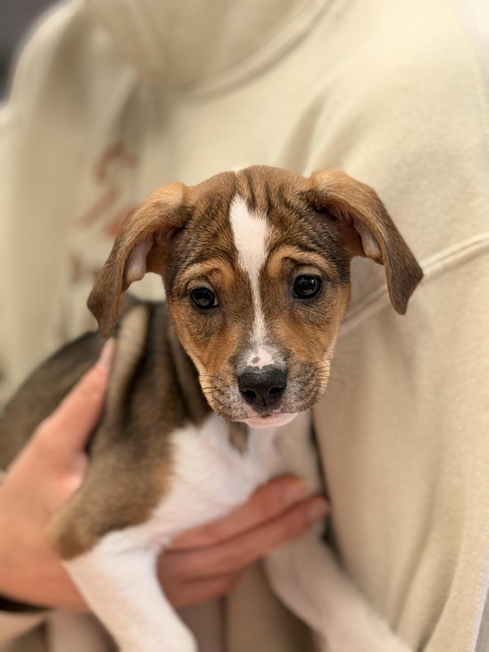 Enlarge Mary Puppins, an adoptable mixed breed in Sparta, NJ image 1/4