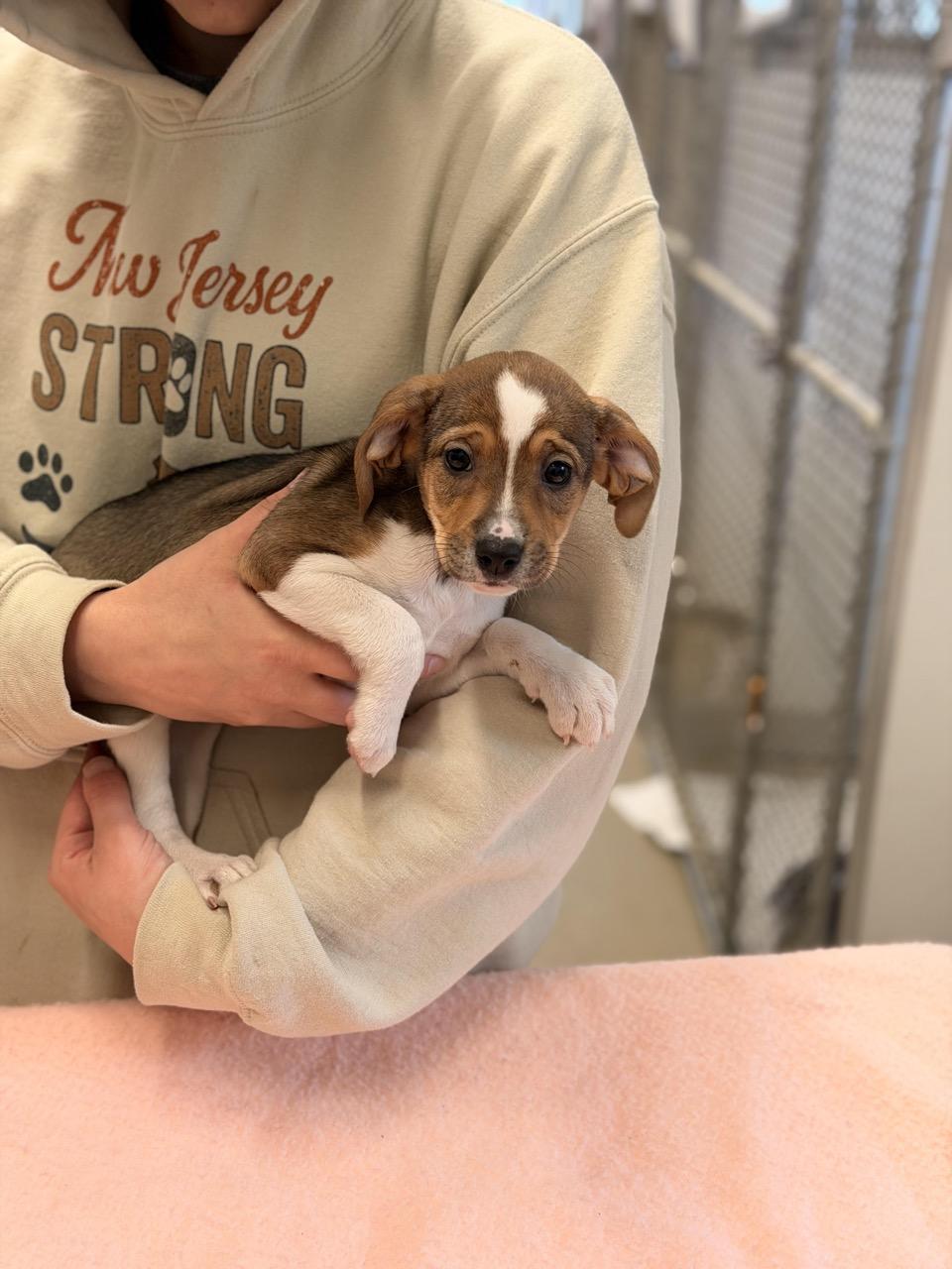 Enlarge Mary Puppins, an adoptable mixed breed in Sparta, NJ image 2/4