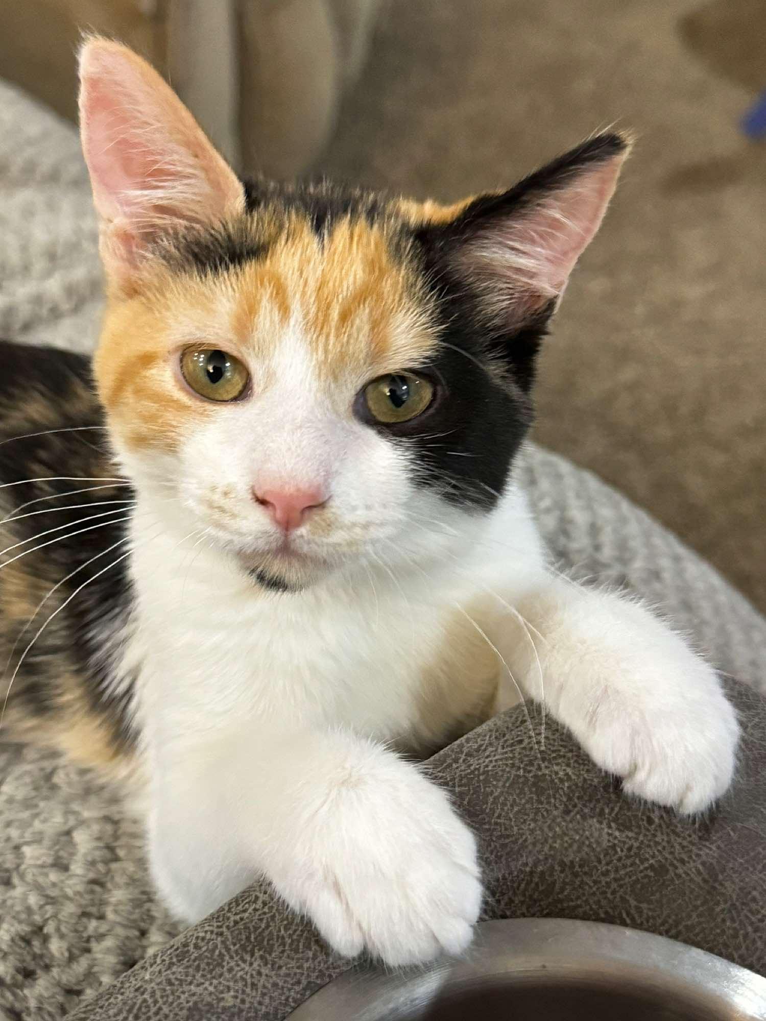 Dorthy, Baby Female Domestic Short Hair