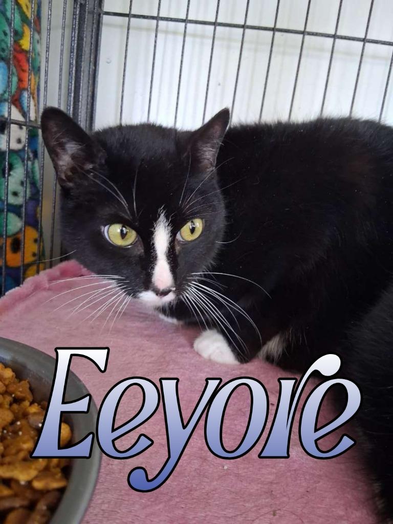 Eeyore, Adoptable, Young Male Domestic Short Hair.