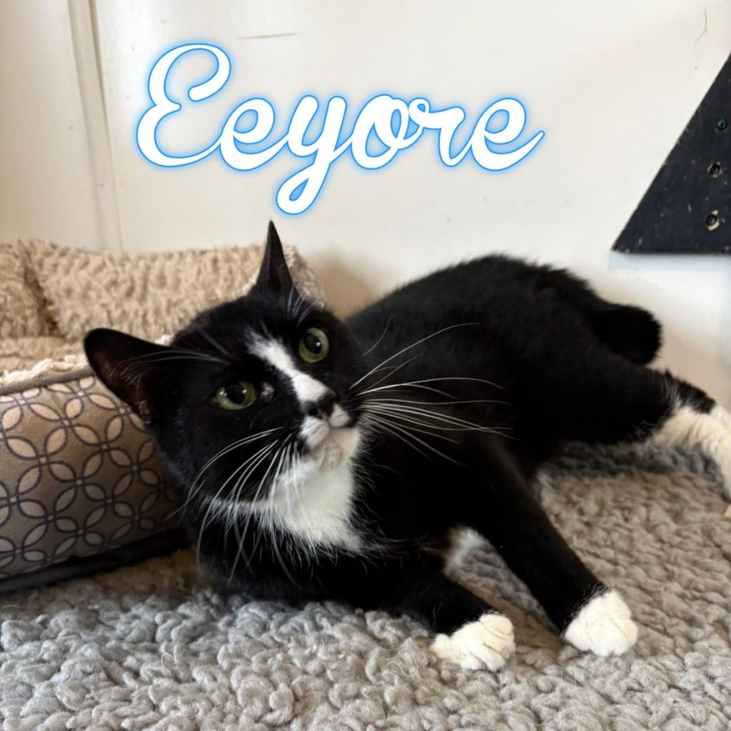 Enlarge Eeyore, a Adoptable Domestic Short Hair in Hillsboro, OH image 2/2