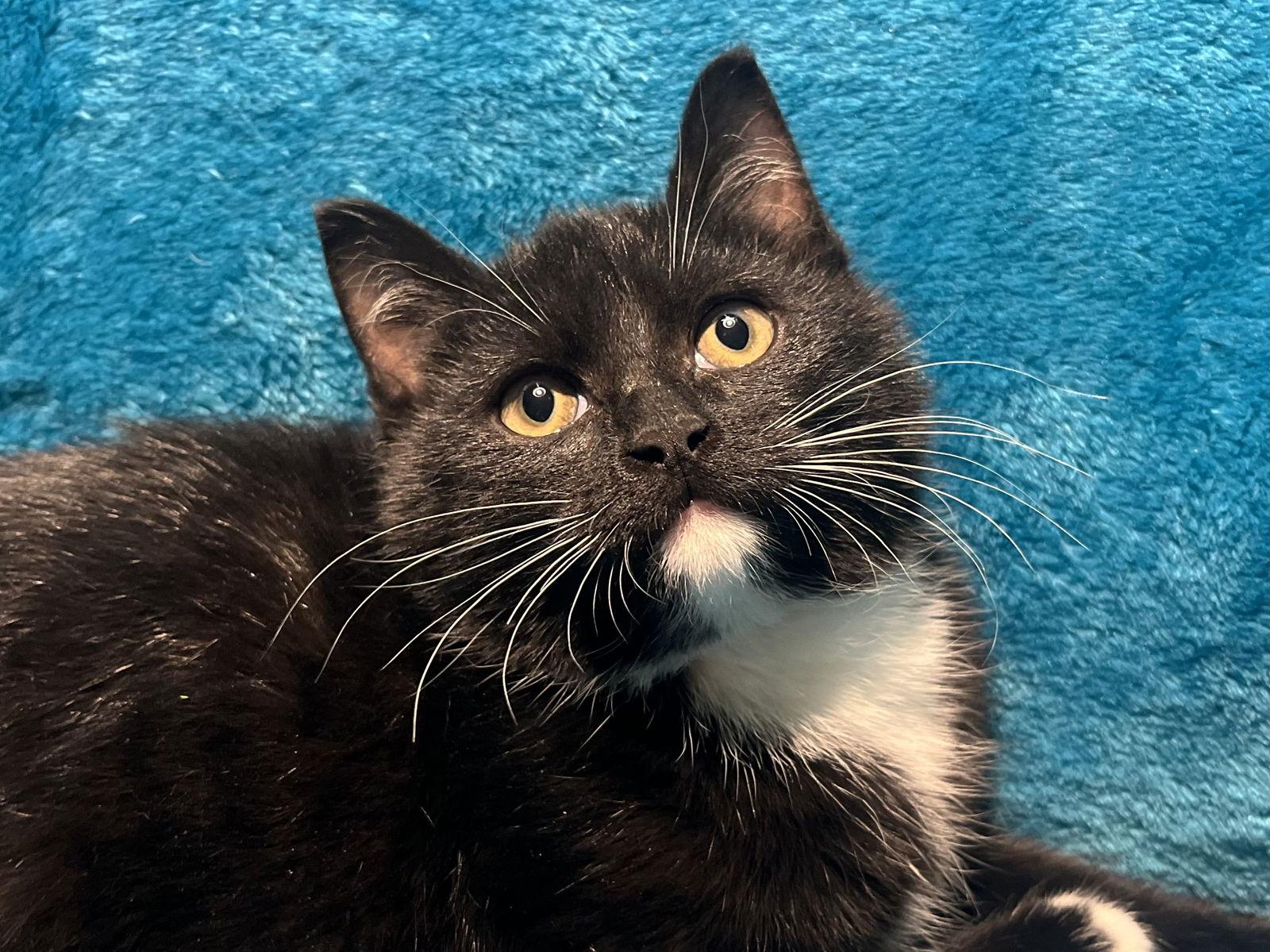 Enlarge Annabelle, a Adoptable mixed breed in Cookeville, TN image 1/3