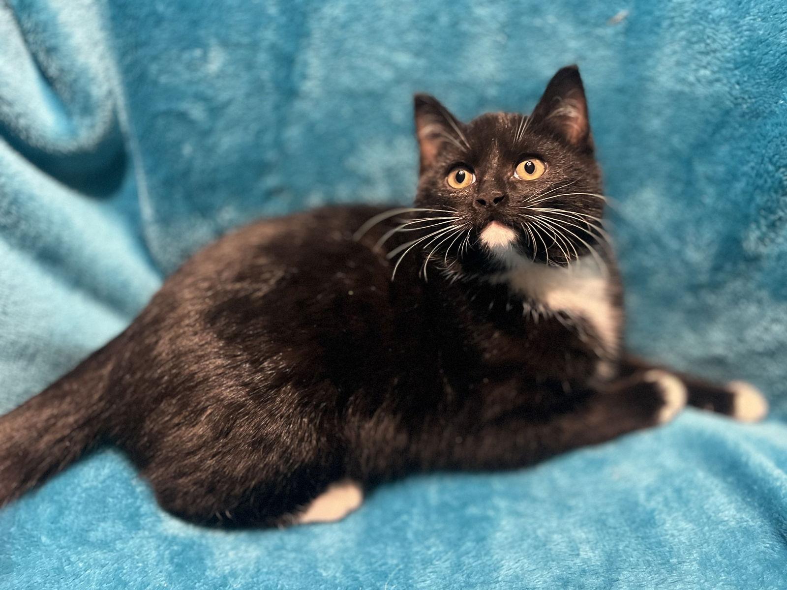 Enlarge Annabelle, a Adoptable mixed breed in Cookeville, TN image 2/3