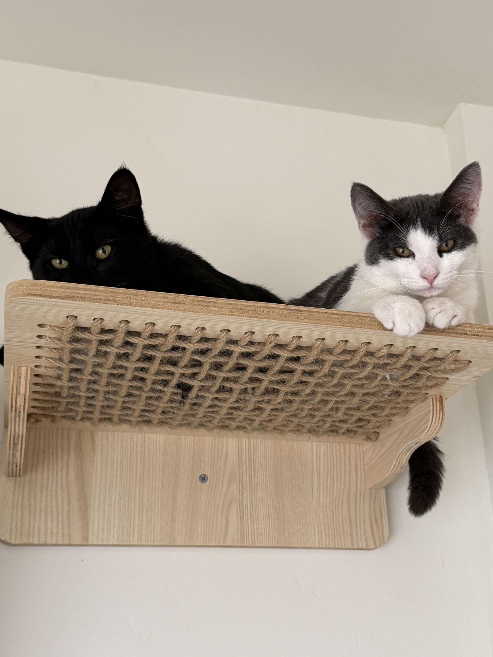 Georgie & Lucky, Adopted, Kitten Male Domestic Short Hair.