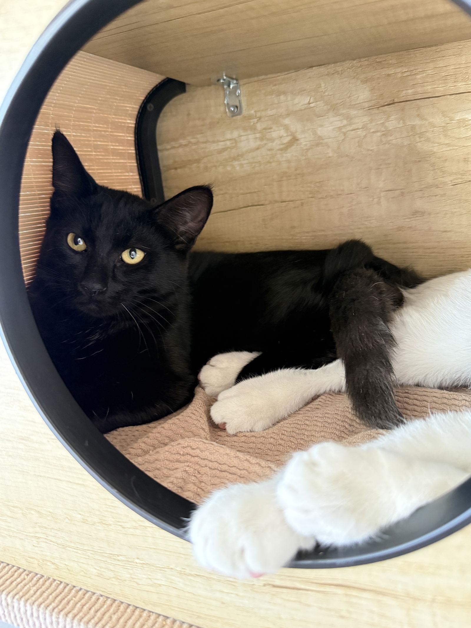 Enlarge Georgie & Lucky, a Adopted Domestic Short Hair in San Luis Obispo, CA image 2/3