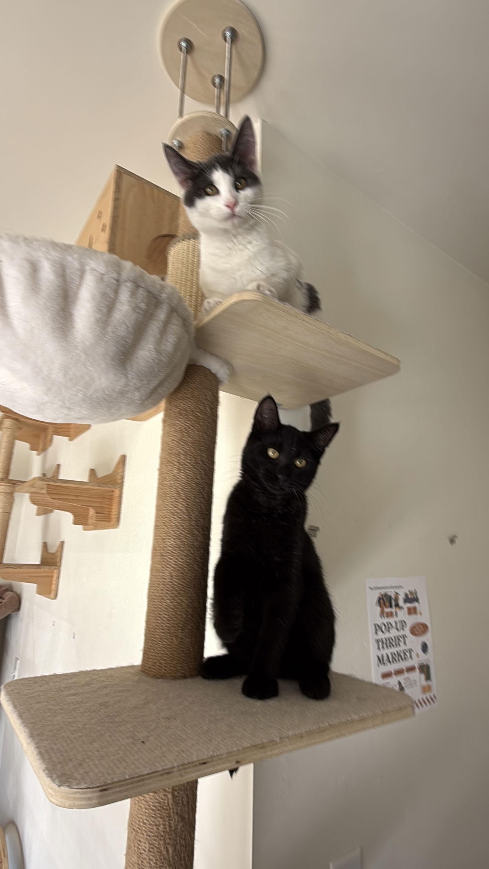 Enlarge Georgie & Lucky, a Adopted Domestic Short Hair in San Luis Obispo, CA image 3/3