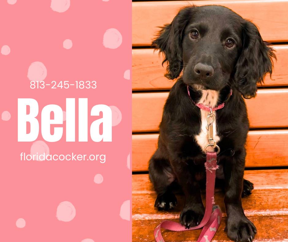 Enlarge Bella, an adopted English Cocker Spaniel in Land O Lakes, FL image 1/1