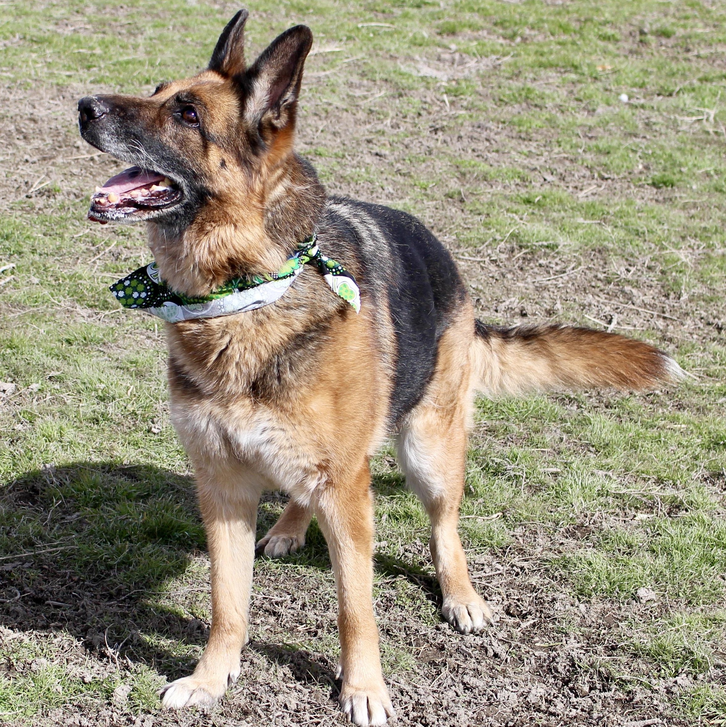 Darla, a Adoptable German Shepherd Dog in Grantsville, UT image 2/6