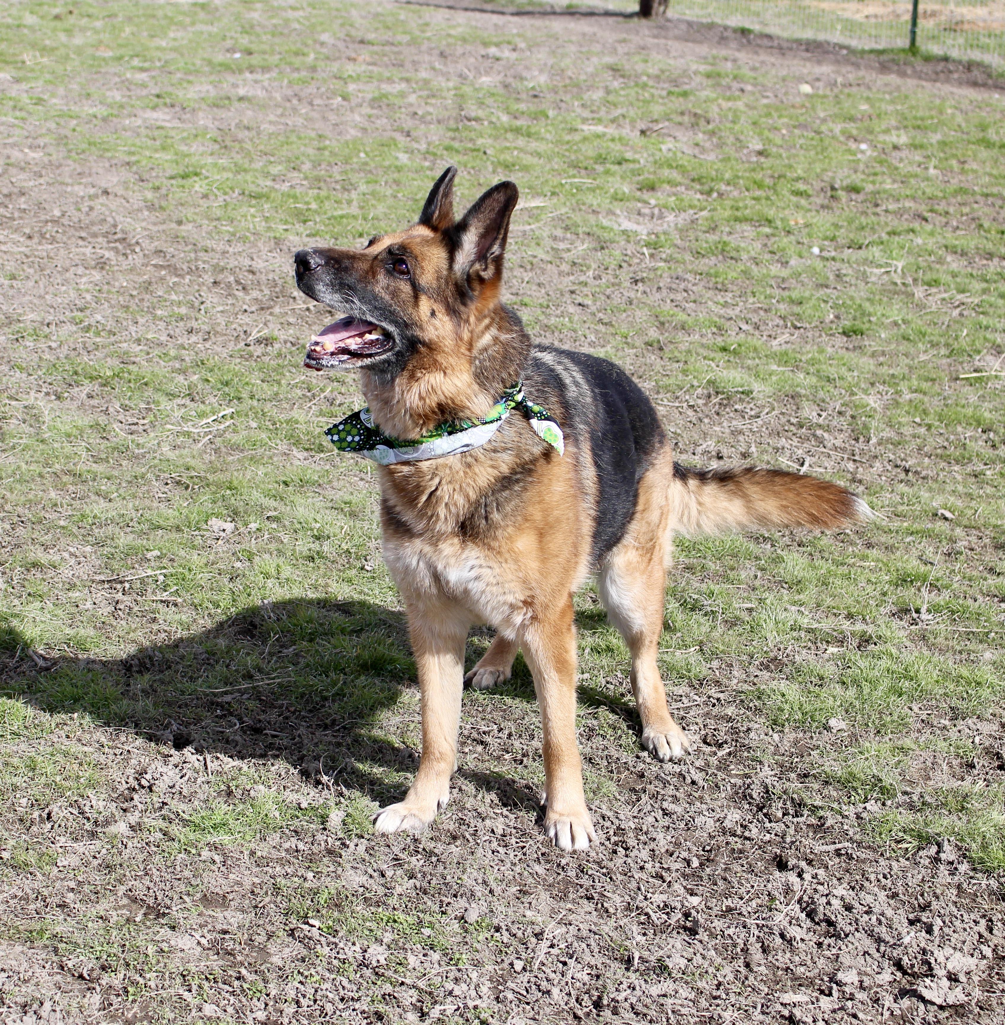 Enlarge Darla, a Adoptable German Shepherd Dog in Grantsville, UT image 1/6