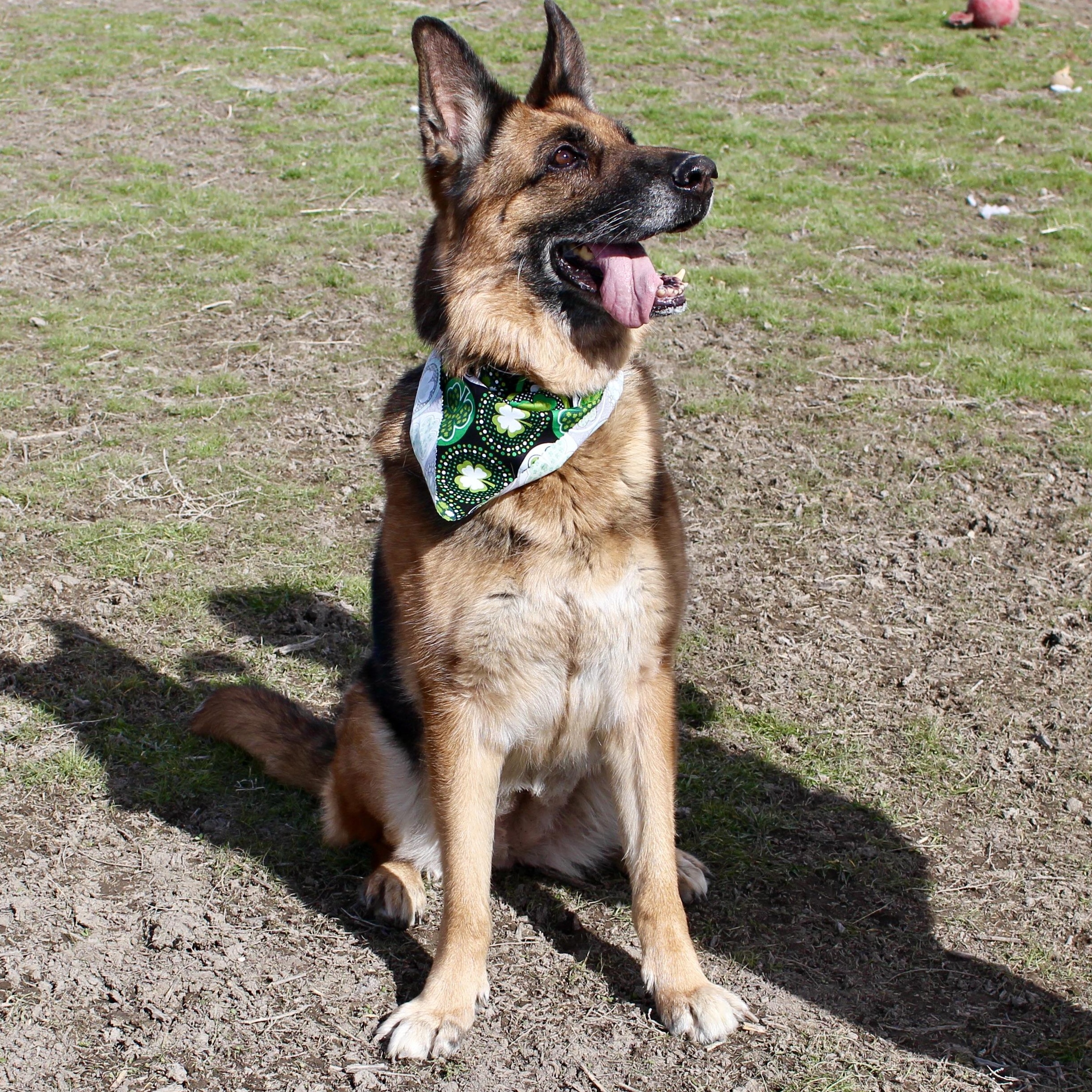 Darla, a Adoptable German Shepherd Dog in Grantsville, UT image 4/6