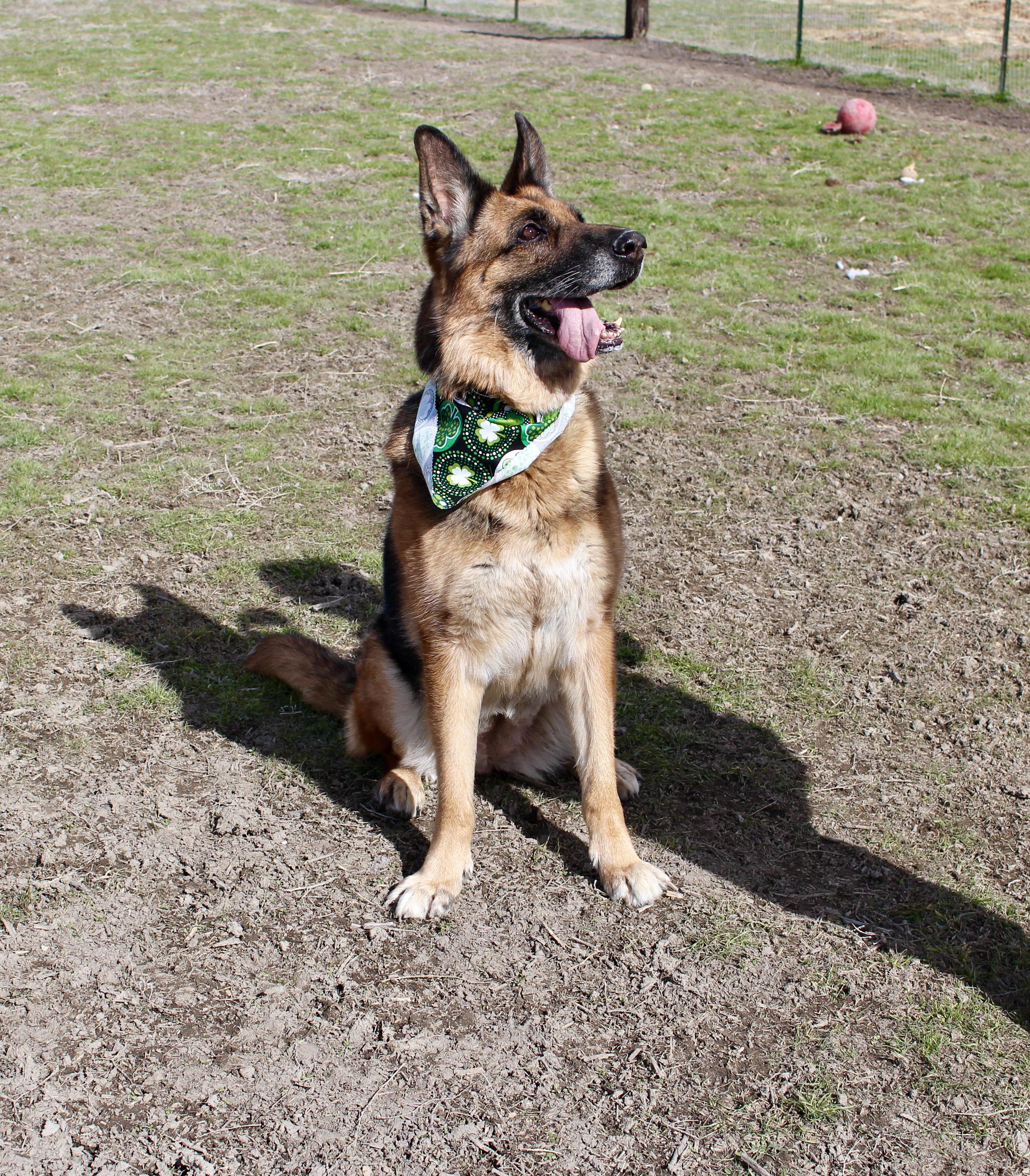 Enlarge Darla, a Adoptable German Shepherd Dog in Grantsville, UT image 2/6